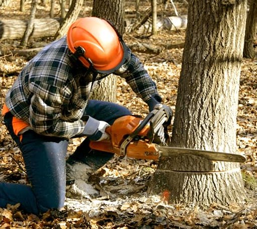 Tree Removal in Lopez Island, WA